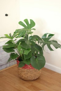 How to Care for Indoor House Plants